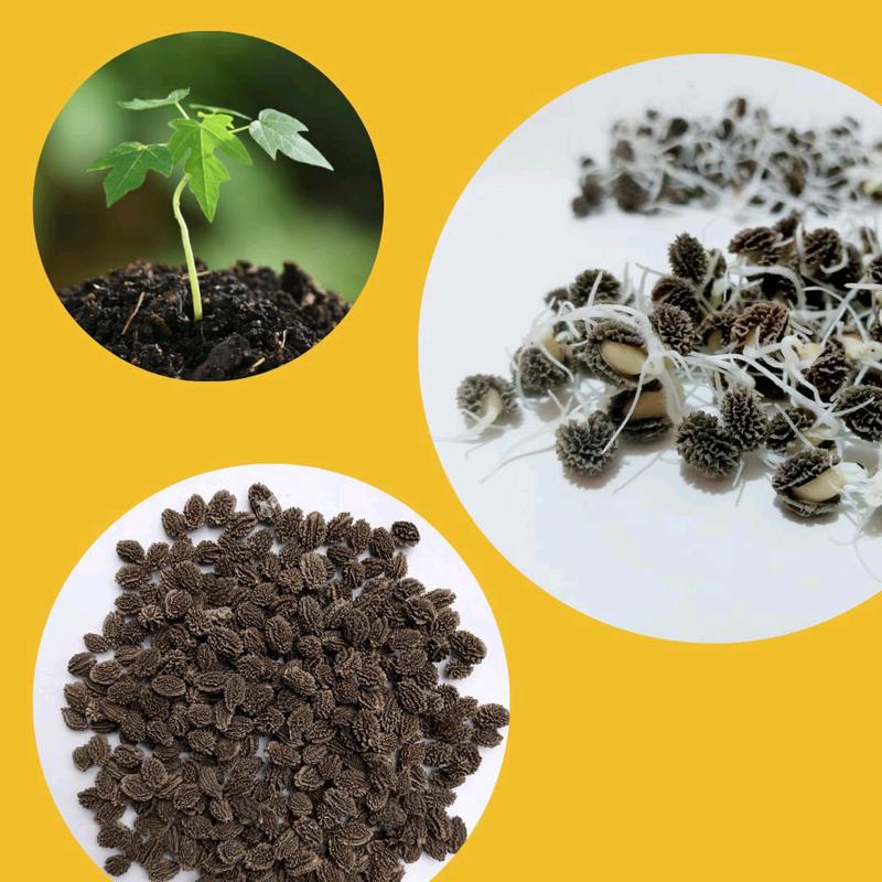 BIJI BENIH PEPAYA CALIFORNIA MANDIRI AGRO SEEDS 3