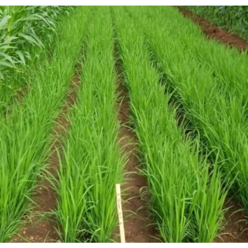 Benih padi gogo padi darat super berat 1 kg Tanaman Merah 3