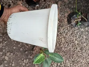 Pot Putih Ag.Link Harga Paketan