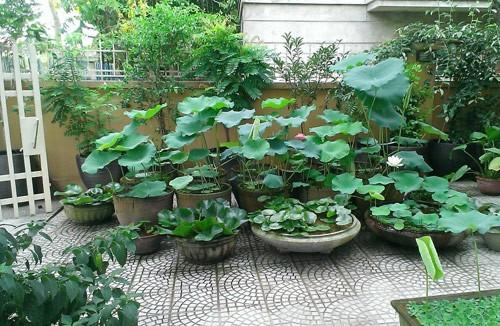 Product Introduction of 16 Cây hoa sen giống Bách diệp 16 màu trồng chậu loại siêu hoa, cây đã cao 20cm ra lá ra rễ 16