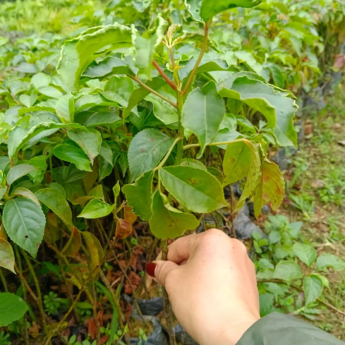 Cây nhội ăn lá - sản phẩm chất lượng cao