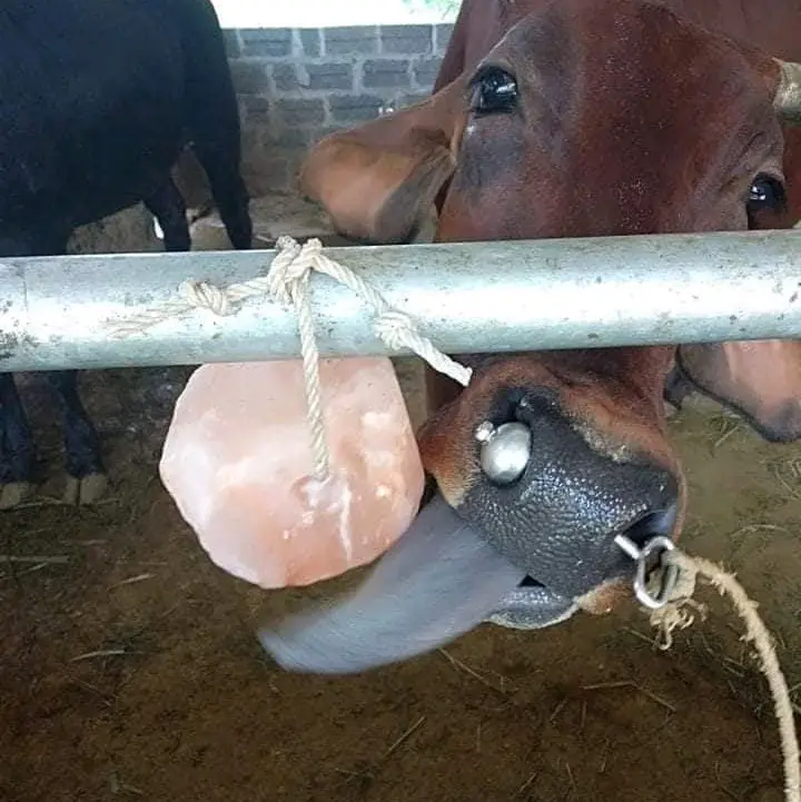 Đá muối khoáng Hymalaya chuyên dùng cho Trâu,bò,dê,ngựa,cừu... có dây 0