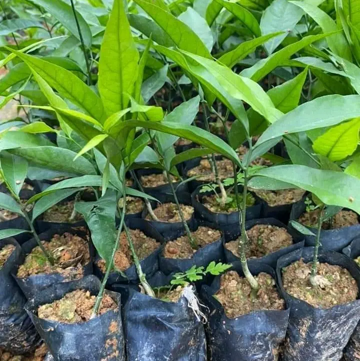 Cây giống rau ngót rừng (Rau Sắng)