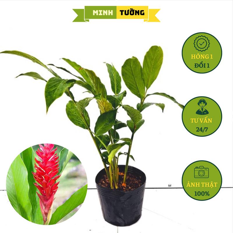 Cây Hoa Hạnh Phúc - Cây Riềng Đỏ - Cây Gừng Cảnh - Cây Kim Thất - Cây Đuôi Chồn Đỏ - Cây Cảnh Sân Vườn
