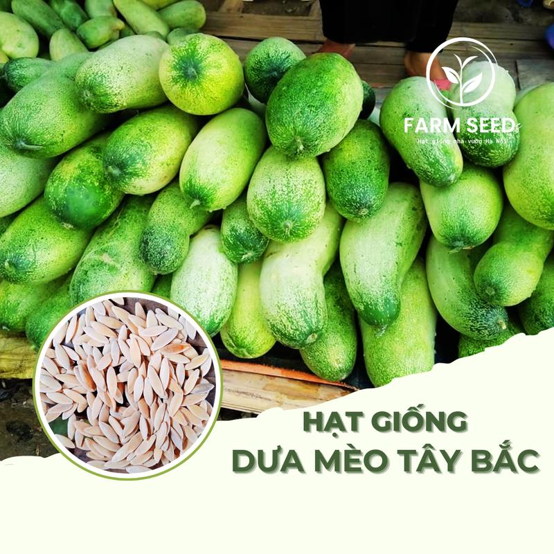 Hạt giống Dưa Mèo Tây Bắc - Dưa Chuột Mèo khổng lồ hàng chuẩn dễ trồng, quả siêu to, năng suất cao. Giống Dưa Leo Khổng Lồ bản địa siêu quả phù hợp trồng ở cả 3 miền. Gói 0,5 gram hạt  giống