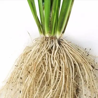 Phân Bón Cho Lúa Đẻ Nhánh Nở Bụi - MAX ROOT Chai 1 Lít - Ra Rễ Mạnh, Giải Độc Phèn, Mặn, Hữu Cơ (FVJ) 5