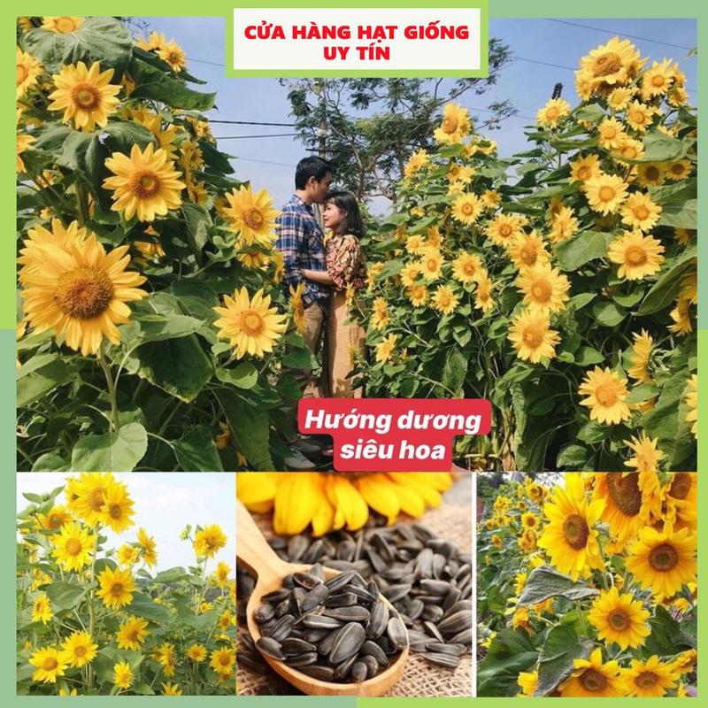  Hạt giống hướng dương tháp siêu nhiều hoa dễ trồng tỷ lệ nảy mầm cao nhà cửa và đời sống cửa hàng hạt giống uy tín 