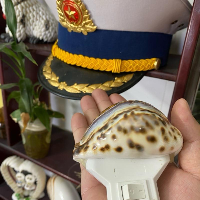 Đèn ngủ cá heo làm từ vỏ ốc biển ( cắm điện ) siêu đẹp , bền , to bằng nắm tay 1