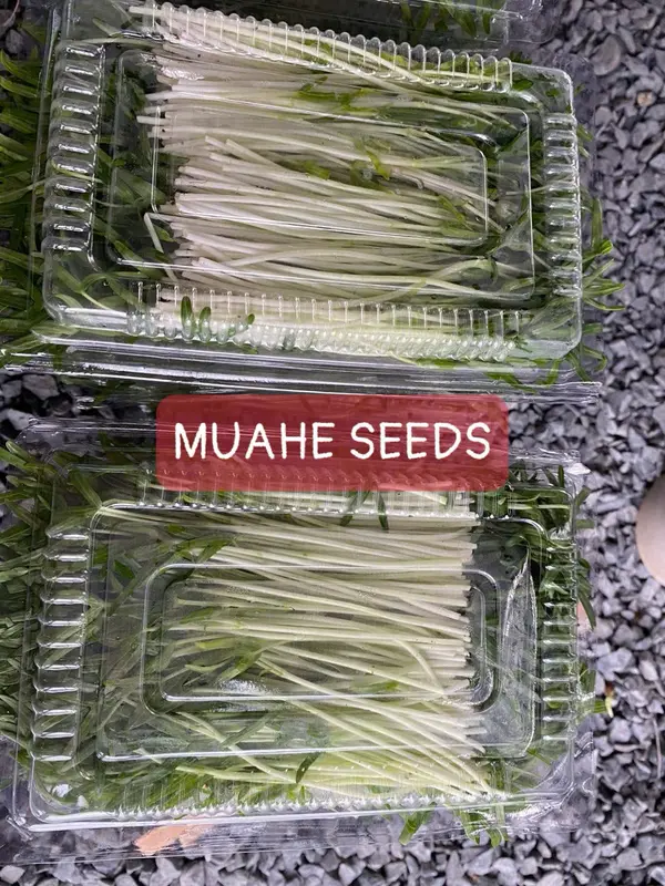 Hạt giống mầm rau muống Phú Nông - Gói 1kg 6
