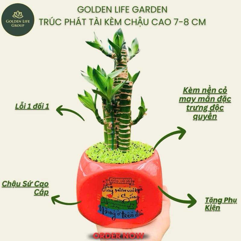 Trúc Phát Lộc chậu cây trang trí để bàn giao Decor nhà Decor Phòng - giao chậu ngẫu nhiên Trang Trí Nhà Tết