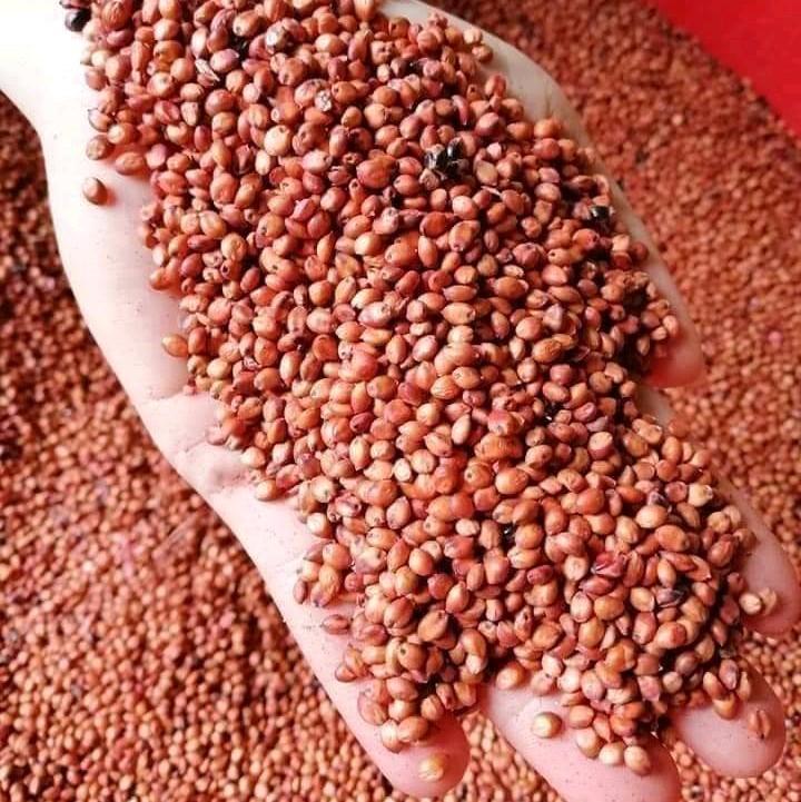  Hạt Giống Cỏ Sudan Lai   Cỏ Ngô   