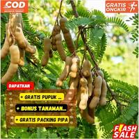 Gambar Bibit / Pohon Asam Jawa Cepat Berbuah Dan Dijamin UNGGULAN dari Bibit Suburr_NEW Kab. Kediri 1 Tokopedia