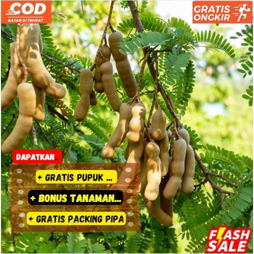 Gambar Bibit / Pohon Asam Jawa Cepat Berbuah Dan Dijamin UNGGULAN dari Bibit Suburr_NEW Kab. Kediri Tokopedia