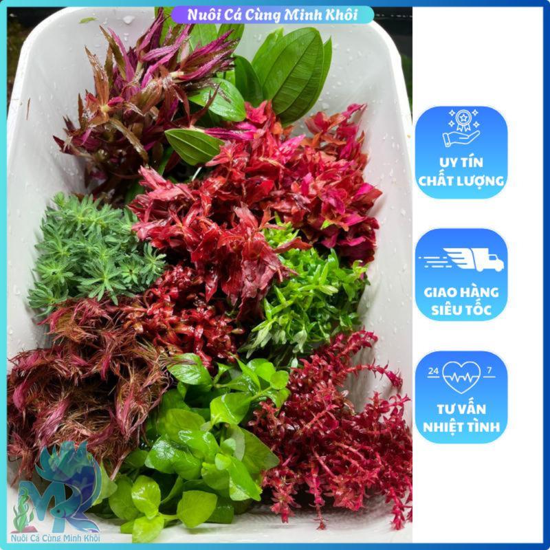 Combo 10 Loại Cây Thủy Sinh Cắt Cắm Lá Nước, Combo 10 Chậu Cây Thuỷ Sinh Cắt Cắm Lá Nước Không Cần CO2