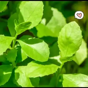 daun beluntas segar pilihan 250 gram