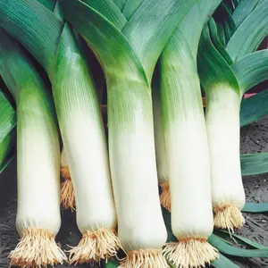 100 Benih Bibit Biji - Daun Bawang Prei Jumbo Giant Leek Seeds Tanaman