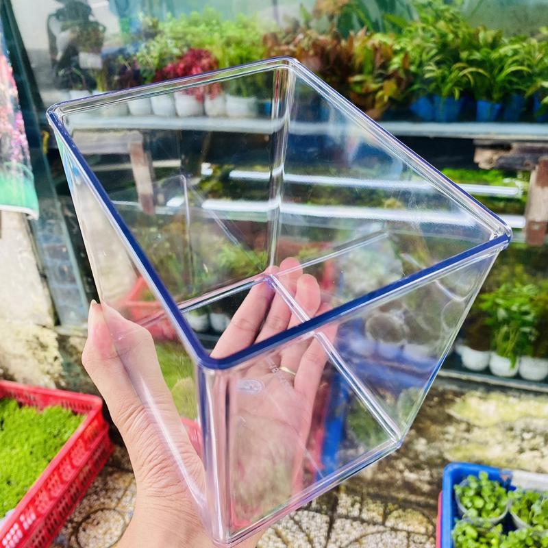 Product Introduction of Hồ đúc nuôi cá kích thước 15cmx15cmx12cm 1