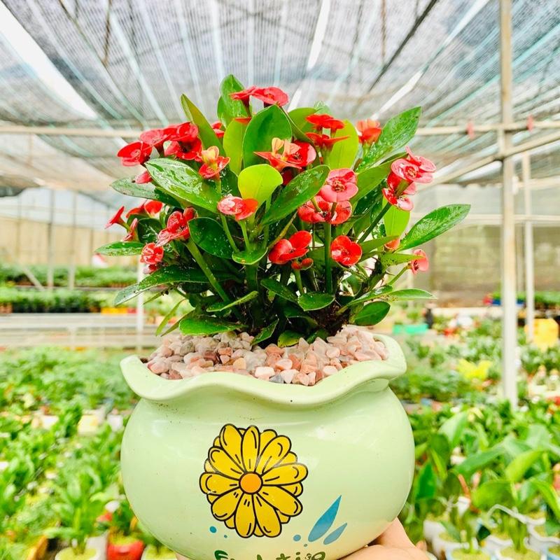 Cây cao 5cm Cây Xương Rồng Bát Tiên Mini - Xương rồng gai chậu gốm sứ và cây thô chậu nhựa dẻo - decor nhà văn phòng ra hoa quanh năm theo đợt