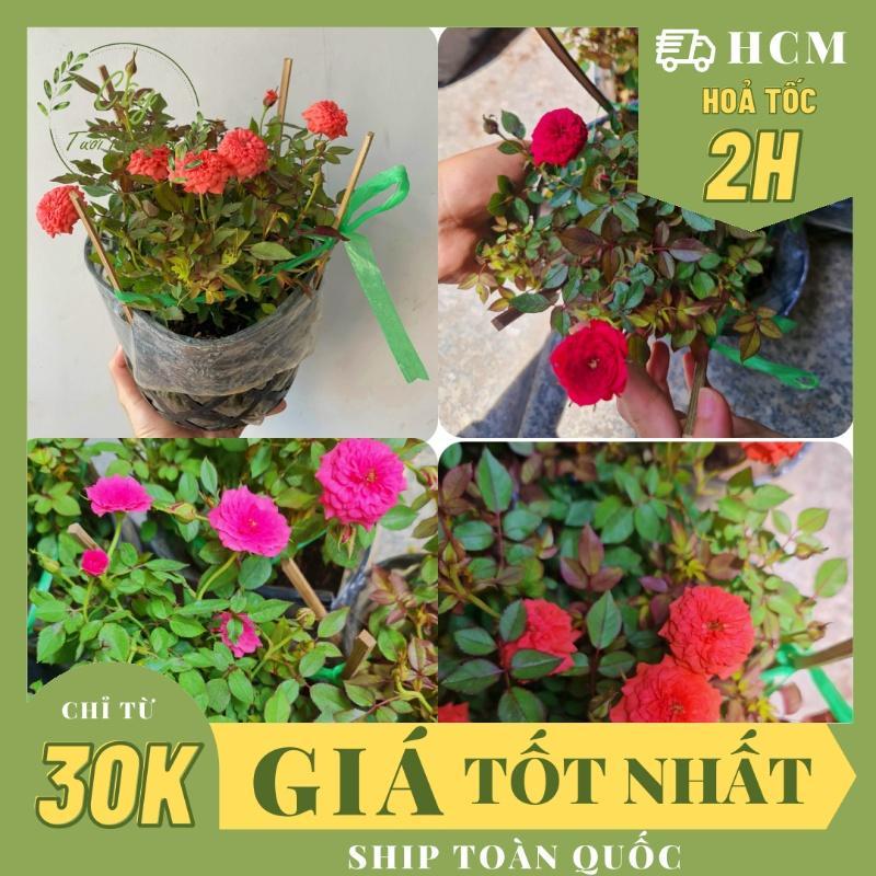 CÂY HOA HỒNG TỈ MUỘI 3 MÀU ,(cao 15cm), Hoa giống, dễ trồng, hoa ban công GIÁ RẺ, nở quanh năm, Cây Tươi Nguyên