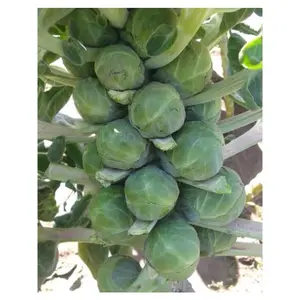 30 BUTIR BIJI / BENIH KUBIS BRUSSELS / BRUSSEL LONG ISLAND