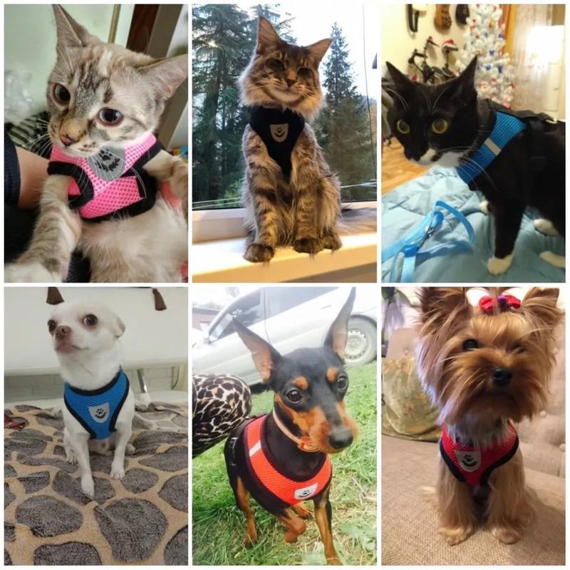 Product Introduction of Cat leash harness cat collar leash set cat leash for Cat puppy leash and collar Dog leash Pet leash 14