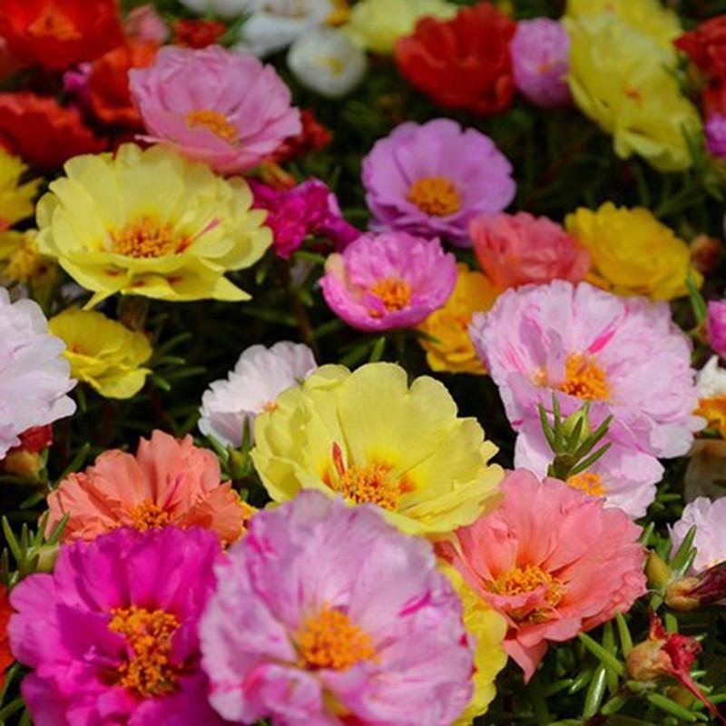 Hạt giống hoa mười giờ kép nhiều màu [ ĐANG KHUYẾN MẠI ]