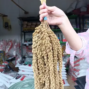 Jewawut Tangkai Kemasan 100 Gram (1 ikat)