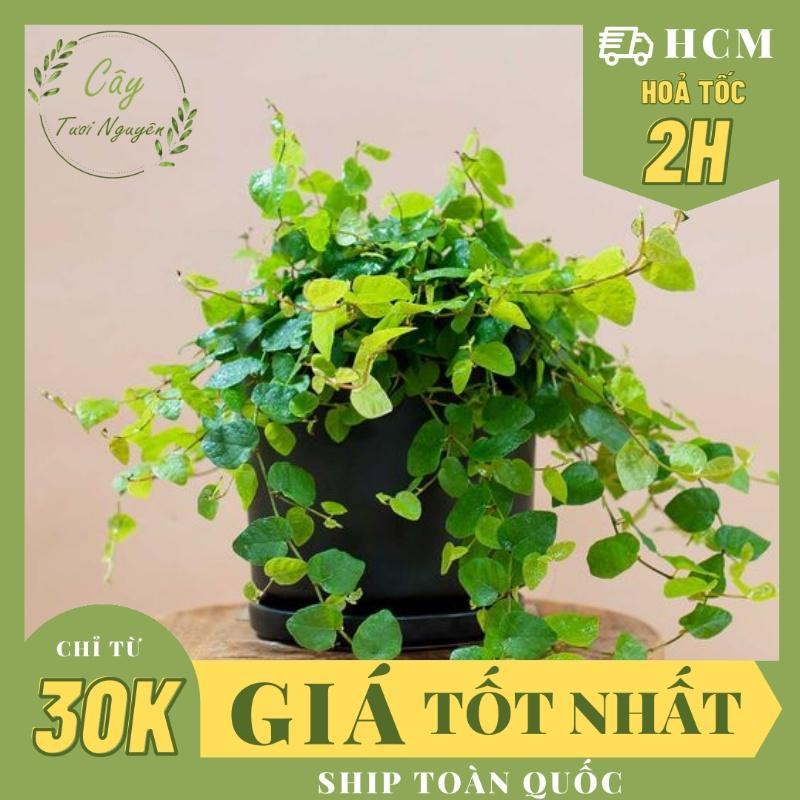 CÂY VẢY ỐC ( THẰN LẰN BÒ) ,(cao 10cm), phong thuỷ để bàn mini GIÁ RẺ, lọc không khí, Cây Tươi Nguyên CTN0370