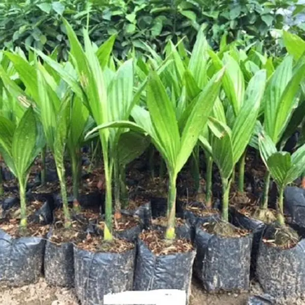 combo 10 cây cau cao (sản phẩm có bảo hành)
