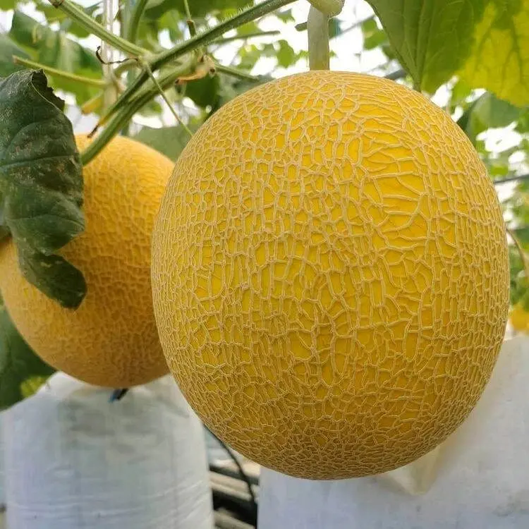 100 BENIH MELON INTHANON GOLDEN SUPER UNGGUL 0