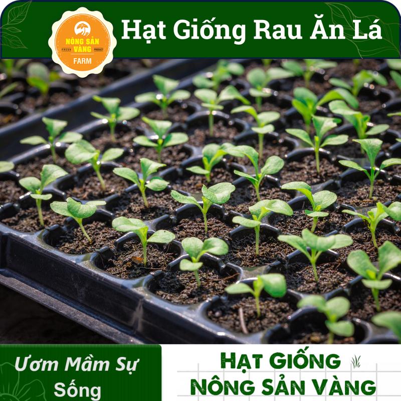Tổng Hợp Các Loại Hạt giống Rau Ăn Lá, Chịu Nhiệt, Trồng Quanh Năm, Dễ Trồng, Năng Suất Cao - Nông Sản Vàng 2