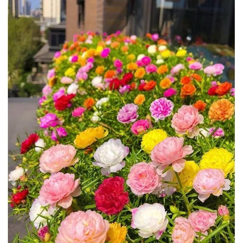 1000 hạt giống hoa mười giờ kép nhiều màu