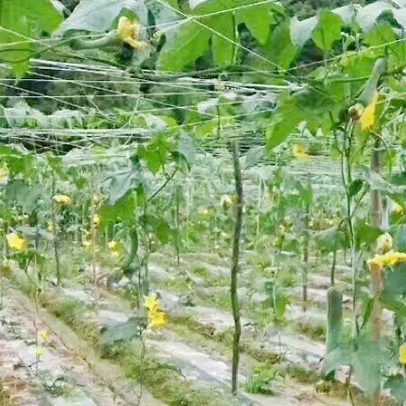 Lưới Leo Cây, Thiết Kế Nhà Vườn, Làm Bằng Nhựa Và Nylon, Thích Hợp Cho Dây Leo Hoa Vinh Quang Buổi Sáng, Hỗ Trợ Giá Đỡ Trồng Cây, Lưới Trellis 4