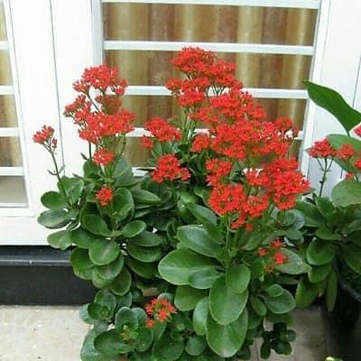 Cây Sống Đời 3 cây 1 chậu cao 20 cm trang trí nhà cửa 1