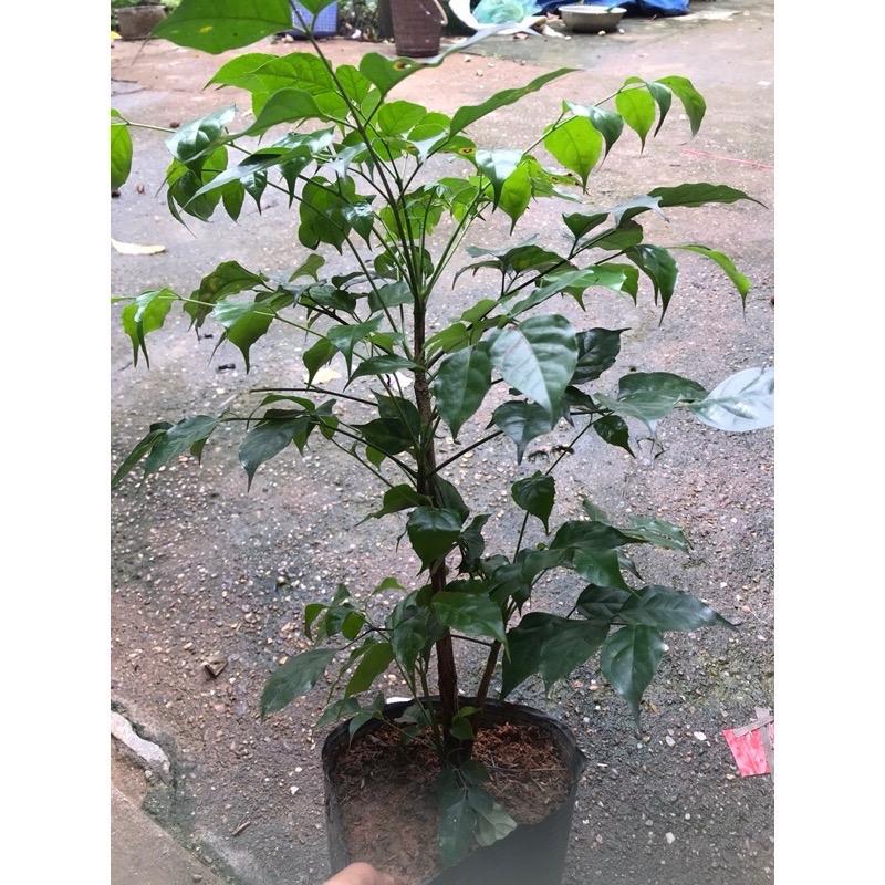 Cây hạnh phúc phong thủy đúng như cái tên 3