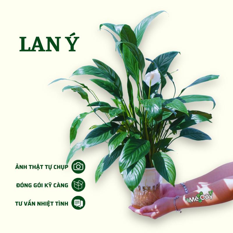 cây Lan Ý Thuỷ Sinh - hơn 1 bông, trang trí decor trong nhà Decor Phòng