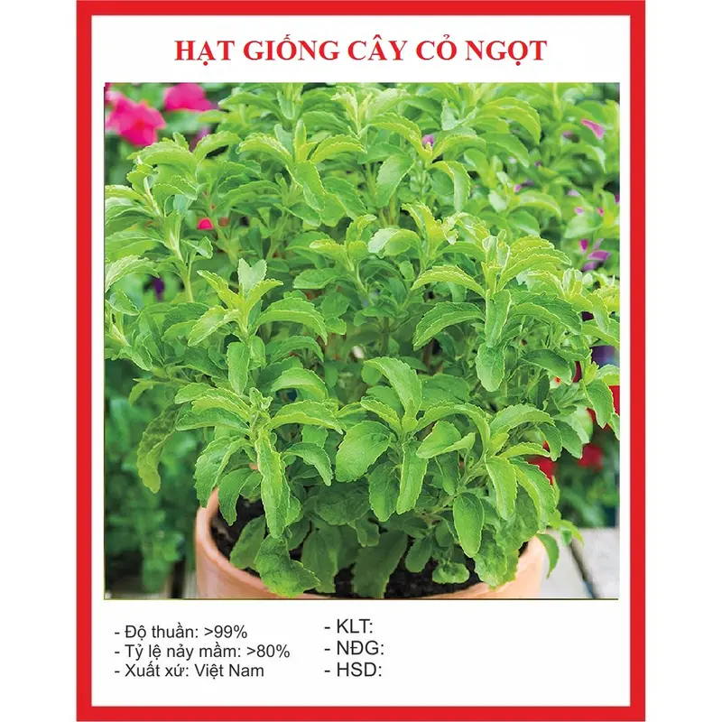 Hạt giống cây cỏ ngọt stevia (5 hạt) - cây dược liệu, tốt cho sức khoẻ 0