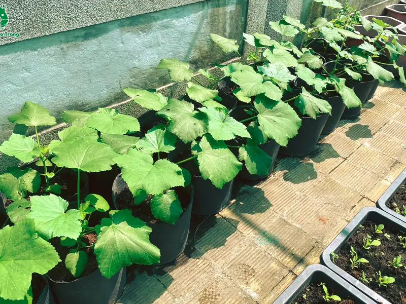 (Bịch chiết 2Kg) Đất Sạch Trồng Cây Đa Dụng Sfarm, Đất Trồng Rau – Củ - Quả, Cây Ăn Trái, Hoa Kiểng 5