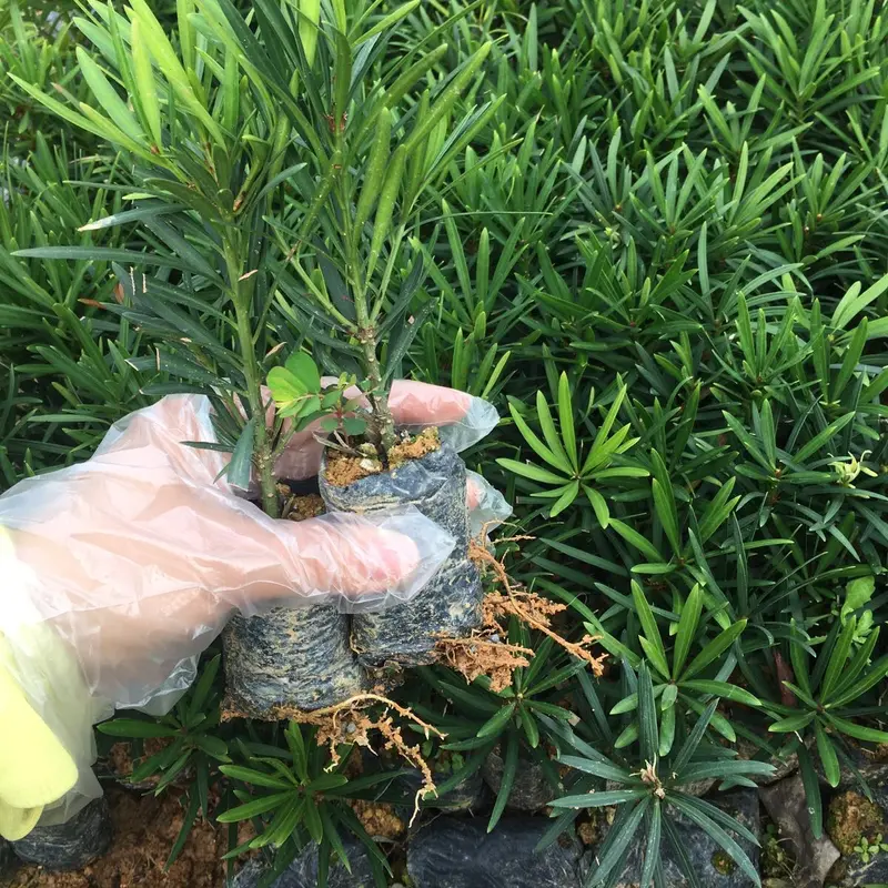 10 cây giống Tùng La Hán (..) 4