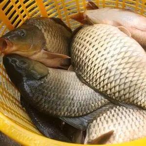 Cần câu bắc trung nam