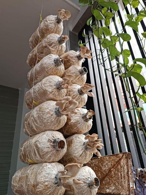 Chợ Đất - Phôi nấm Bào Ngư Xám - Combo 12 phôi thùng