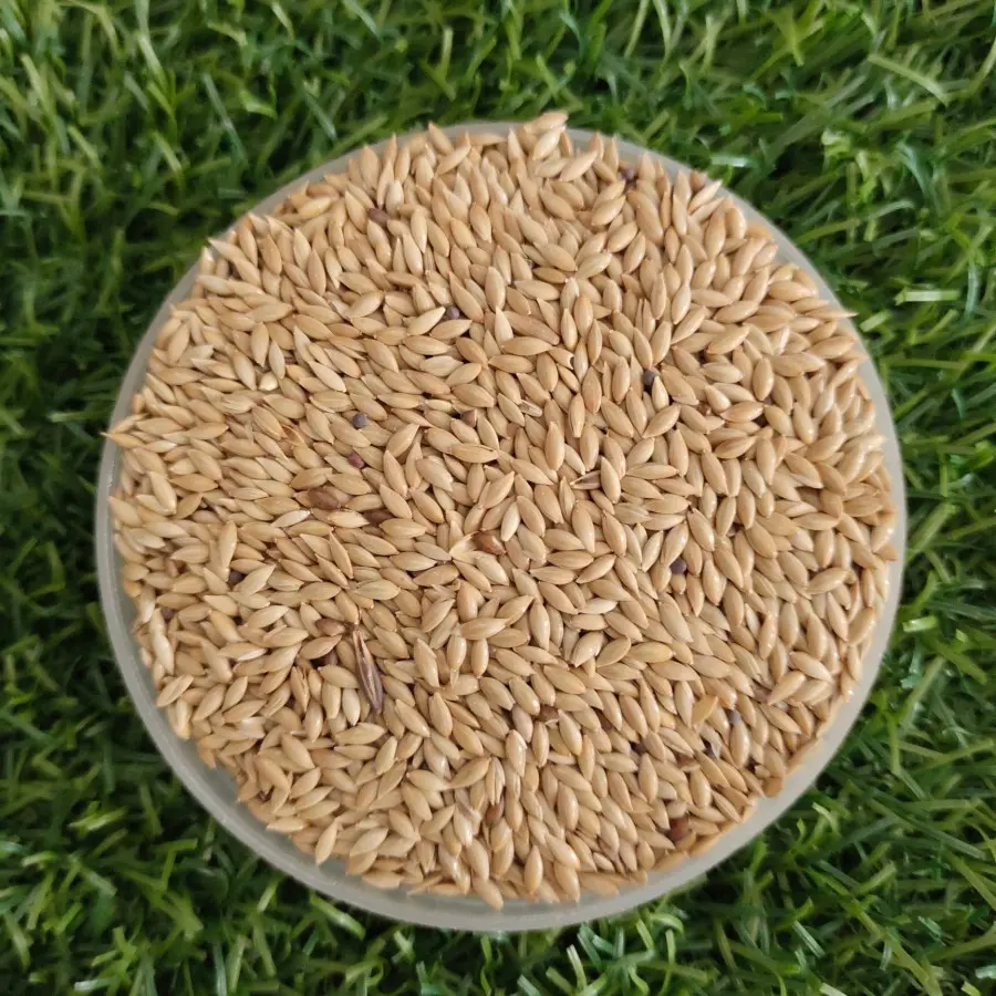 Kenari Seed - Canary Seed / biji kenari Pakan Burung Kenari 1 Kg