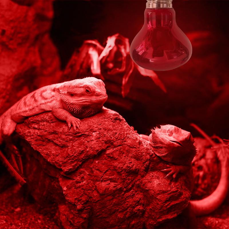 Product Introduction of Pet Red Heating Lamp E27 Day Night For Amphibian Snake Lamp Heat Reptile Bulb UV Light 25W 50W 75W 100W AC220-240V 5