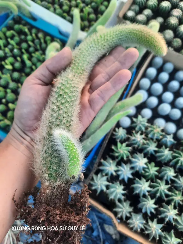 xương rồng Đuôi chồn hoa đỏ.   Cây mình trồng tự nhiên nên rất dễ chăm. trồng đuôi dài mói có long đẹp nhé. 2