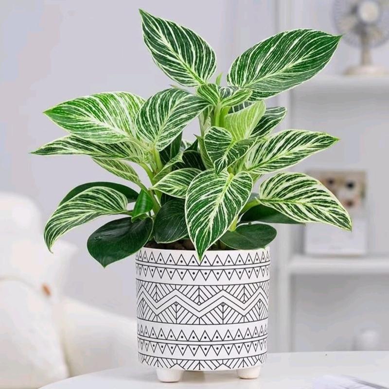 Tanaman Hias Philodendron Birkin - Dekorasi Ruangan Alami - tanaman artificial 2