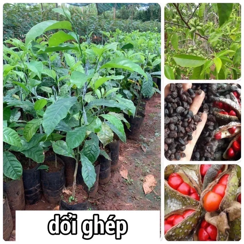 Giống Cây Dổi loại cây vừa lấy hạt vừa lấy gỗ, hạt làm gia vị rất thơm hạt  giống