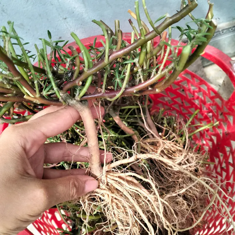 gốc hoa mười giờ Trung Quốc bonsai 7