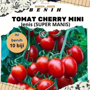 BENIH TOMAT CHERRY MINI ISI 10