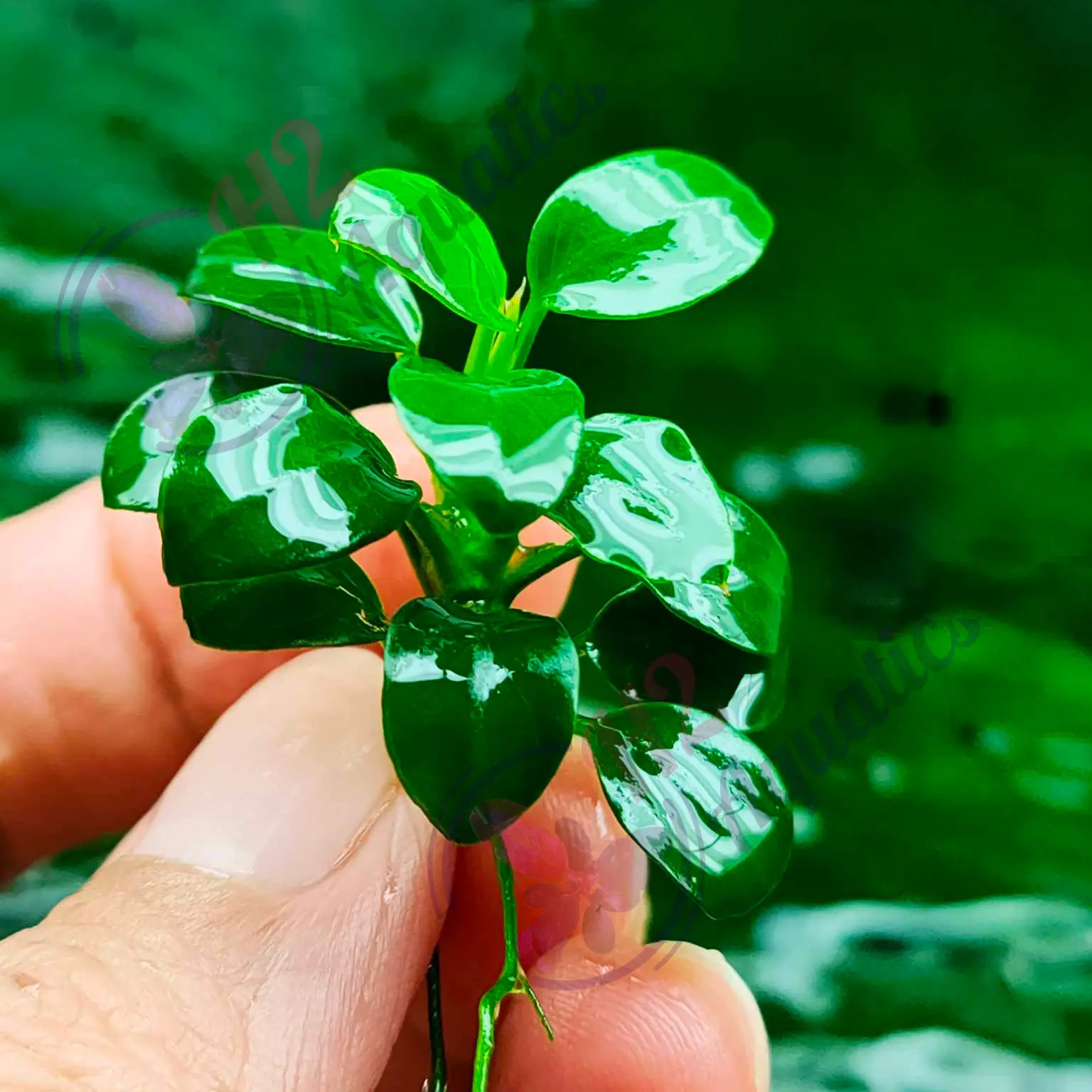 Cây thủy sinh Ráy Nana Petite Thái 1 ngọn lẻ - Cây thủy sinh lá nước - H2Aquatics