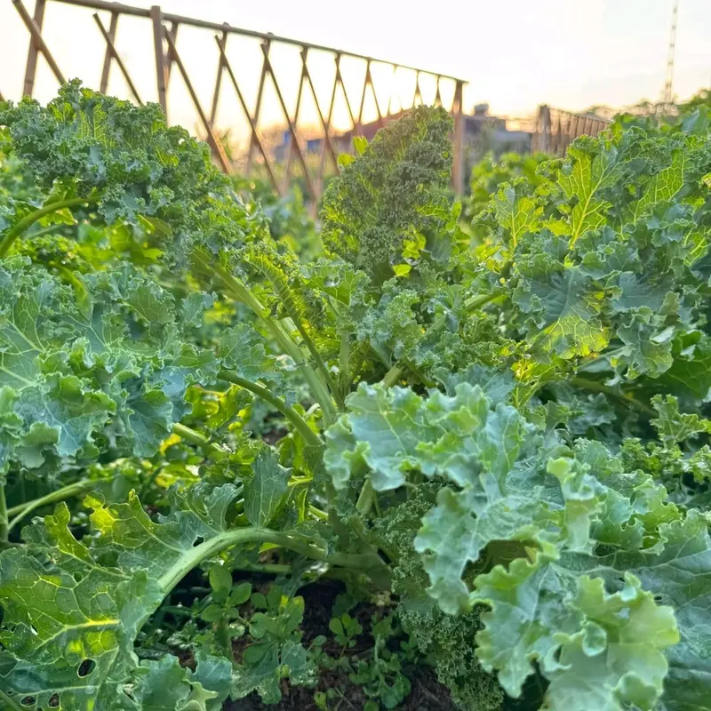 [700-800 hạt]  Hạt giống cải xoăn Kale đóng gói 5gr dễ trồng - Loại cây giàu dưỡng, thu hoạch kéo trong khoảng 6 tháng 2